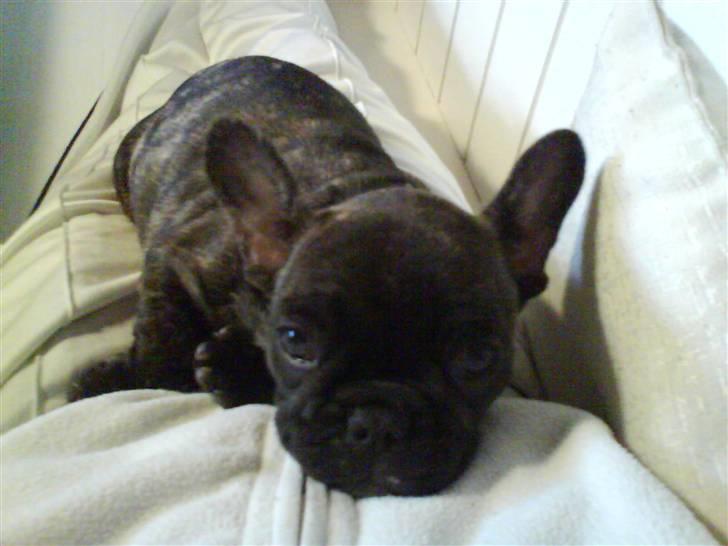 Fransk bulldog Fernando billede 6