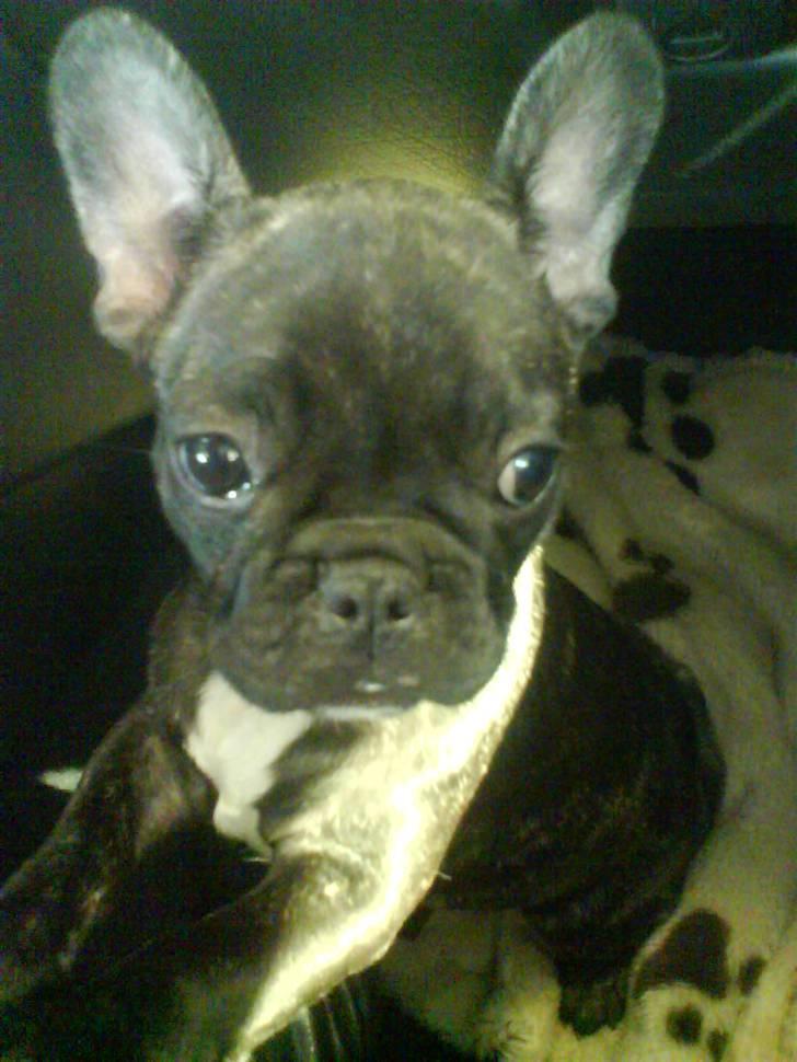 Fransk bulldog Fernando billede 7