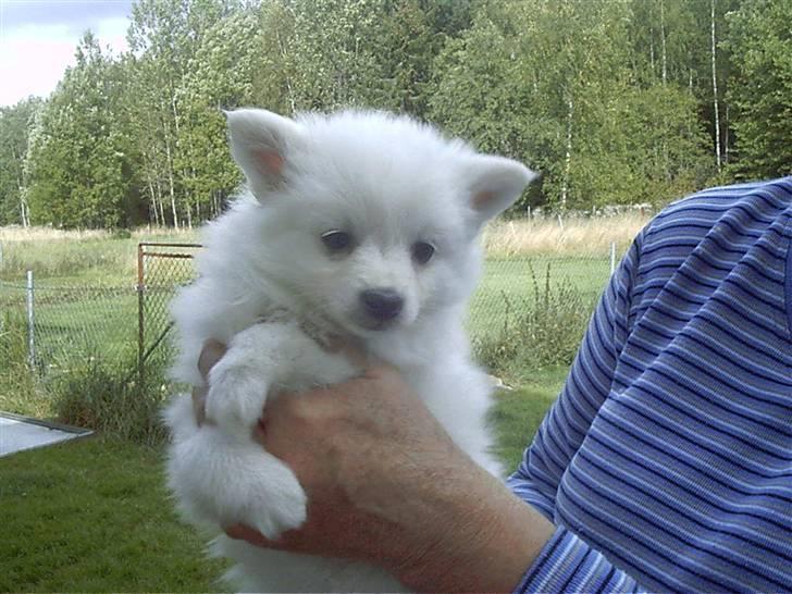 Volpino italiano Skymningen´s Ilana - Ilana næsten 8 uger gammel, et dejligt lille krammedyr billede 1