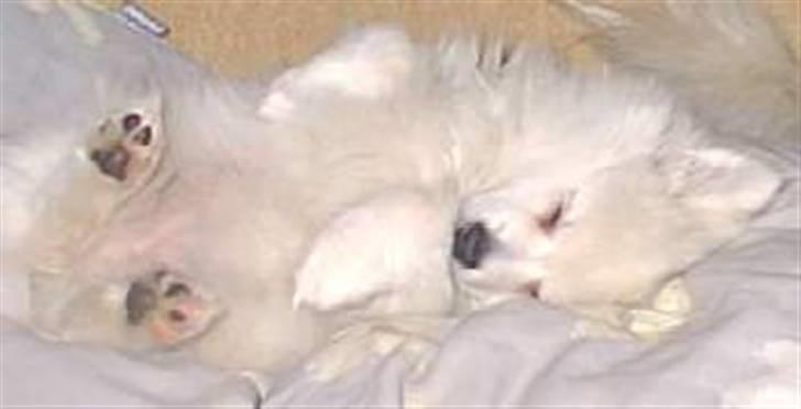 Volpino italiano Skymningen´s Ilana - Man er vel magelig........... billede 2