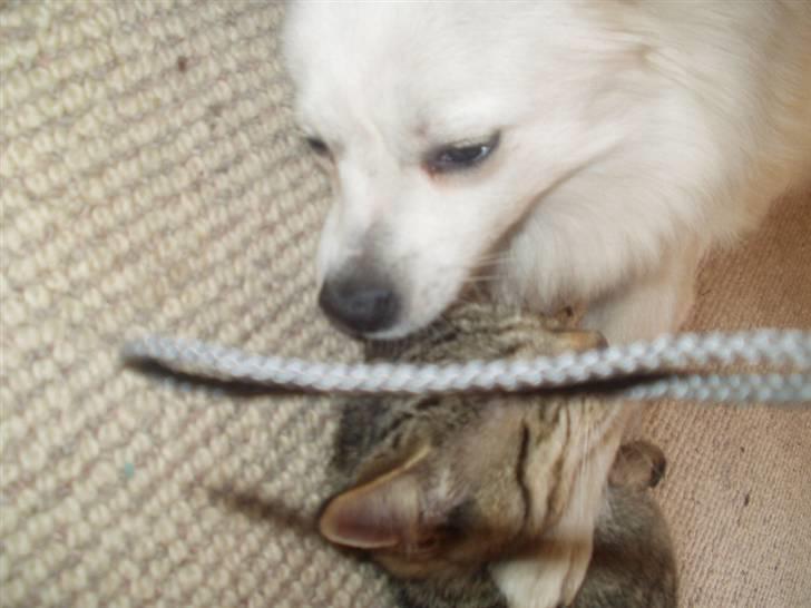 Volpino italiano Skymningen´s Ilana - Ilana var reservemor til vores killinger billede 3