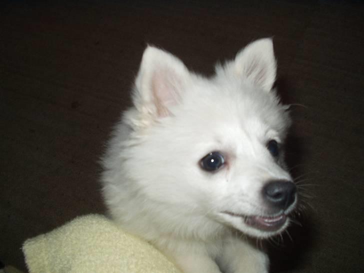 Volpino italiano Skymningen´s Ilana - Skal vi lege? billede 4