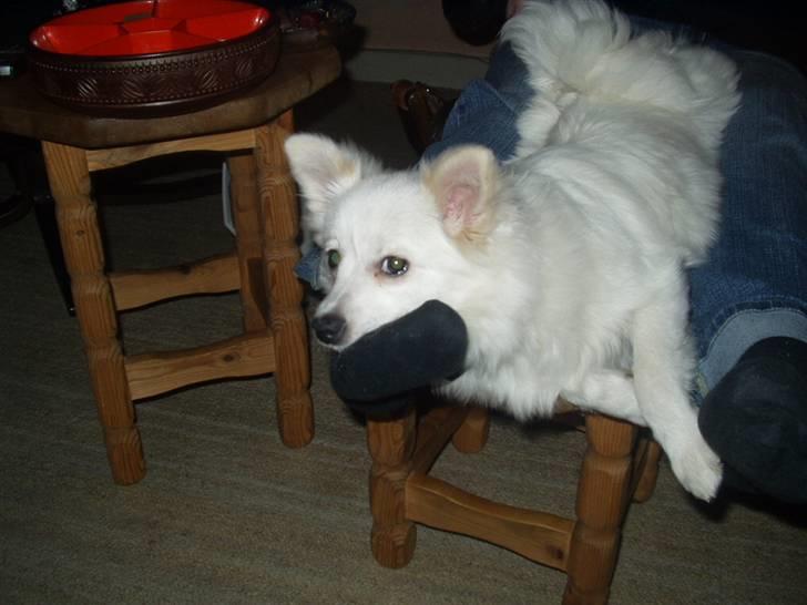 Volpino italiano Skymningen´s Ilana - Noget af det bedste jeg ved: At ligge på mors ben og nyde tilværelsen billede 5