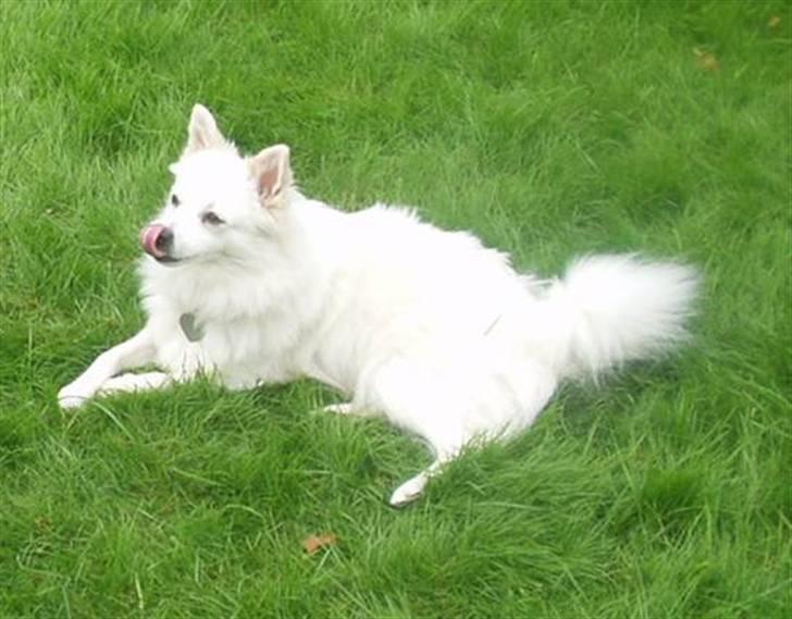 Volpino italiano Skymningen´s Ilana - Her er Ilana godt år gammel billede 6