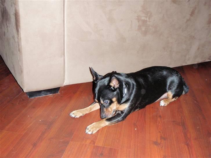 Blanding af racer Buller - Når det klør billede 1