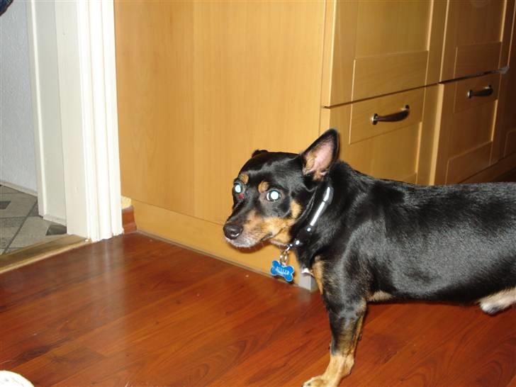 Blanding af racer Buller - uhm er der noget mad billede 2