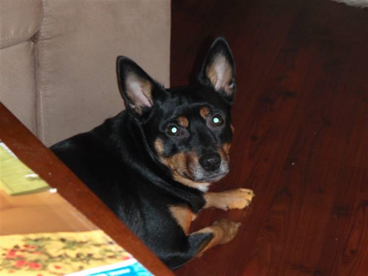 Blanding af racer Buller - Lille Buller er lige blevet træt billede 3