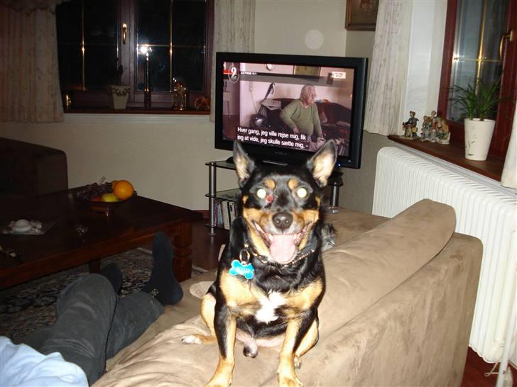 Blanding af racer Buller - Den tykke dreng har det hårdt billede 4