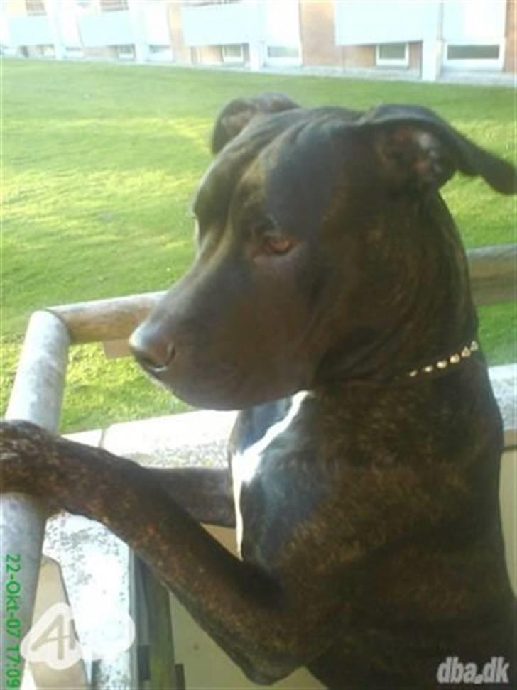 Amerikansk staffordshire terrier Bobby billede 1