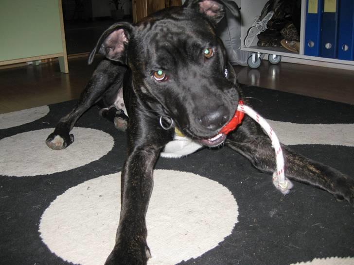 Amerikansk staffordshire terrier Bobby billede 2