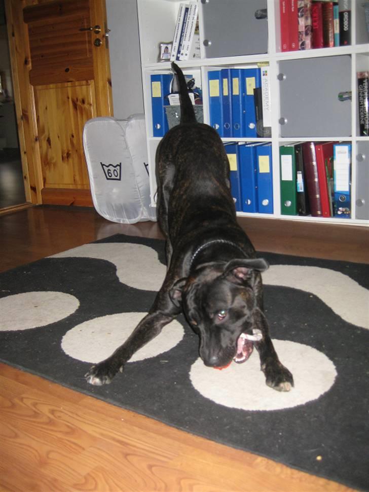 Amerikansk staffordshire terrier Bobby billede 3