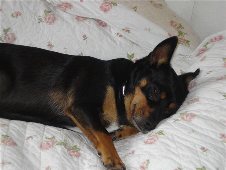 Blanding af racer Buller - jeg er så træt billede 5