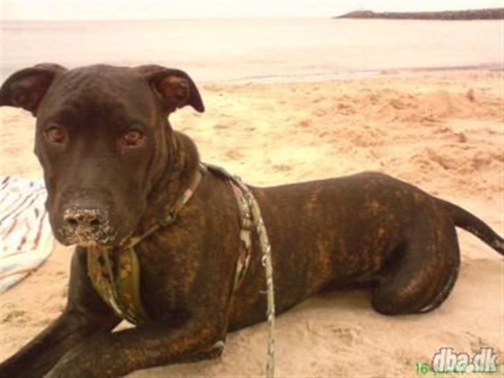 Amerikansk staffordshire terrier Bobby billede 4