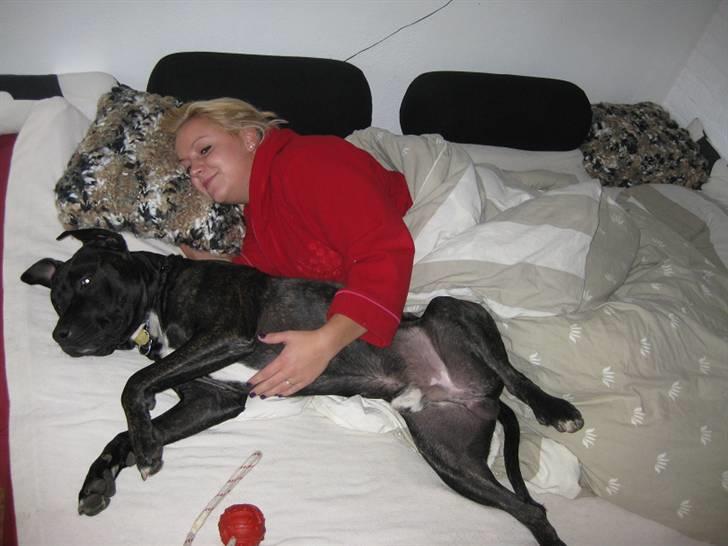 Amerikansk staffordshire terrier Bobby billede 5