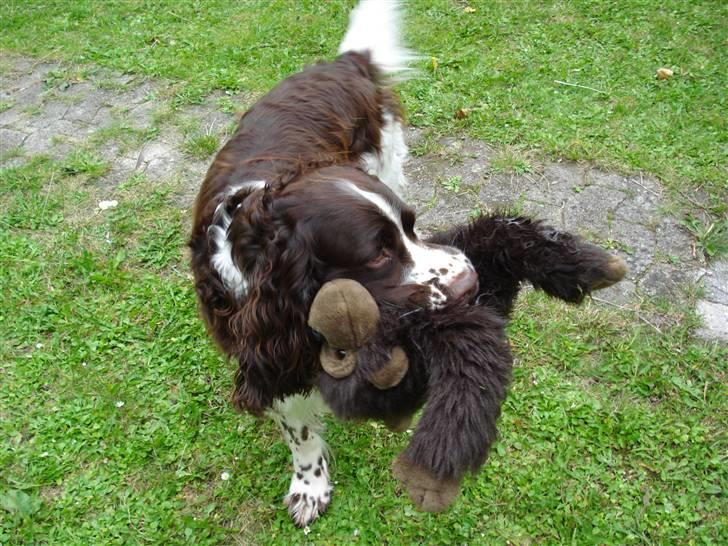 Engelsk springer spaniel Nemo  billede 1