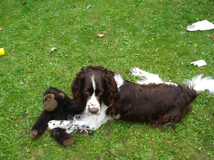 Engelsk springer spaniel Nemo  billede 2
