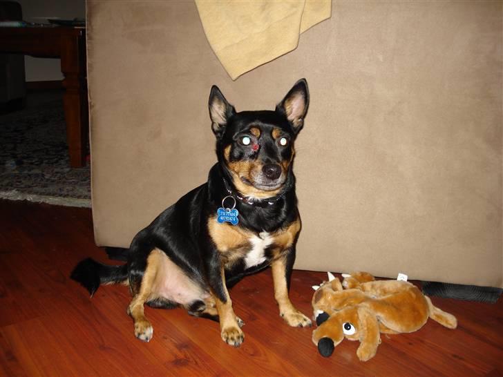 Blanding af racer Buller - skal vi ik nok lege lidt eller hvad billede 6