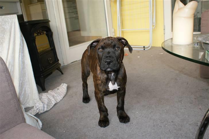 Blanding af racer Kessler billede 5