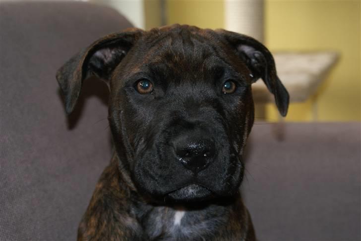 Blanding af racer Kessler billede 6