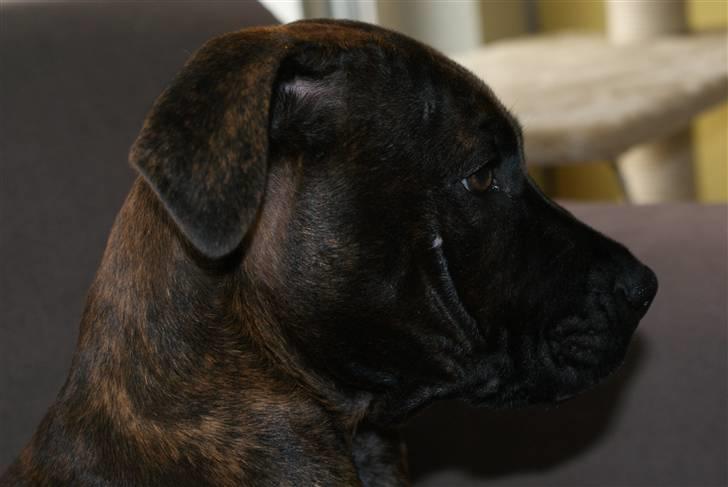 Blanding af racer Kessler billede 7