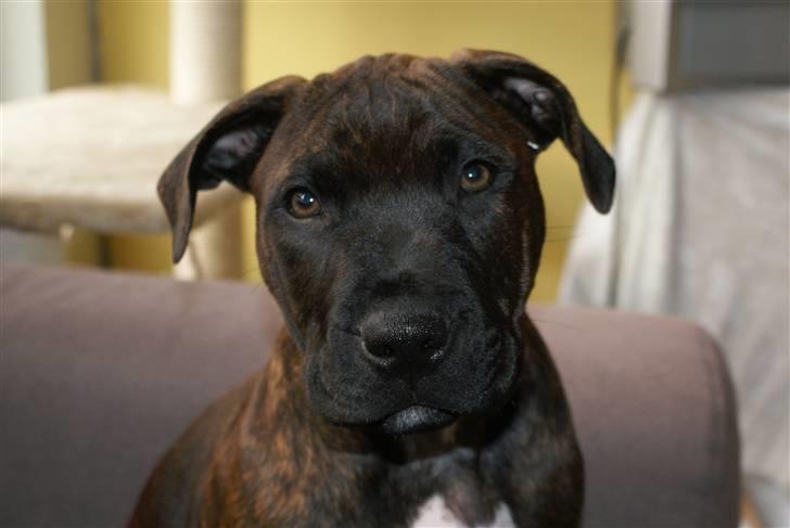 Blanding af racer Kessler billede 8