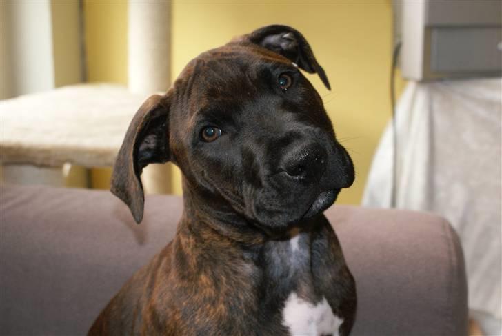 Blanding af racer Kessler - Taler du til mig? :) billede 9