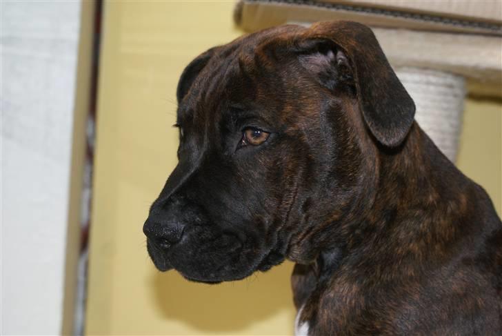 Blanding af racer Kessler billede 10