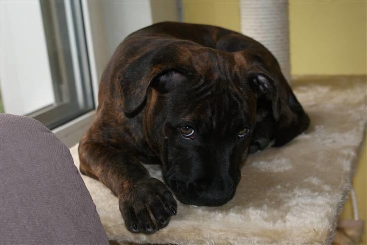 Blanding af racer Kessler - Jeg elsker at ligge på det gamle katteklatretræ, så har jeg overblik. billede 11