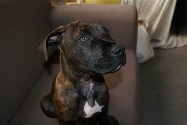 Blanding af racer Kessler - Mor og far siger jeg er så yndig og smuk :) billede 12