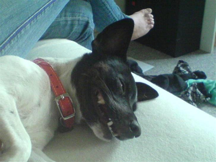 Glathåret foxterrier kiwi - kiwi efter at have leget meget træt billede 5