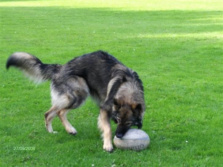 Schæferhund Titan billede 20