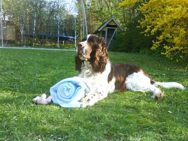 Engelsk springer spaniel Nemo  - Nemo har lige fået nyt tæppe, som han selv vil pakke ud  billede 3