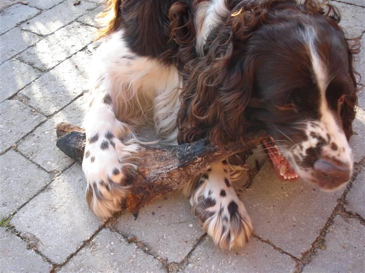 Engelsk springer spaniel Nemo  billede 4