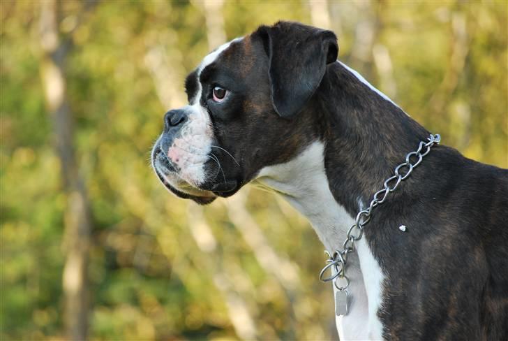 Boxer Laica billede 1