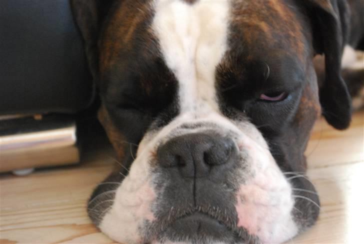 Boxer Laica billede 2