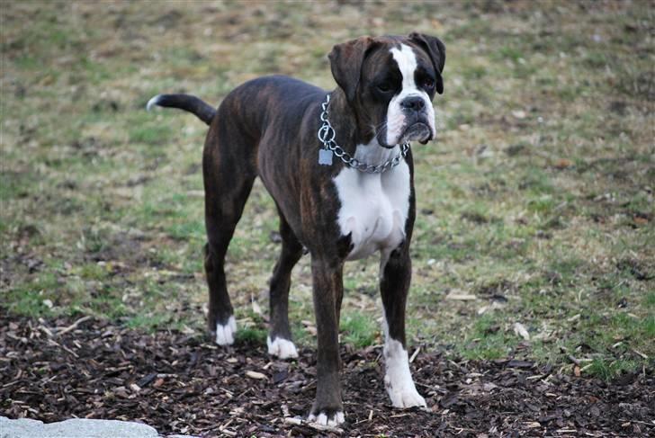 Boxer Laica billede 3