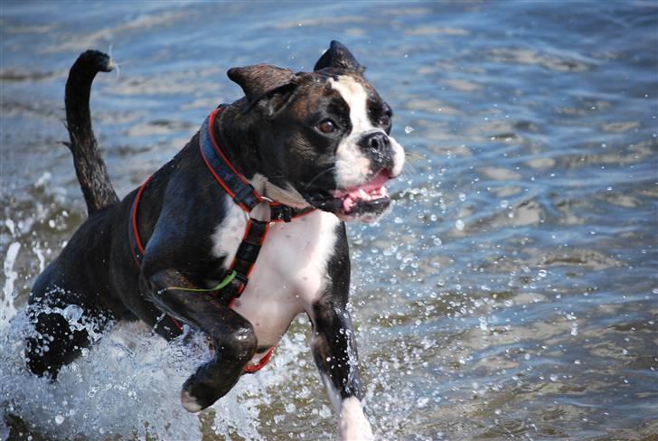 Boxer Laica billede 5