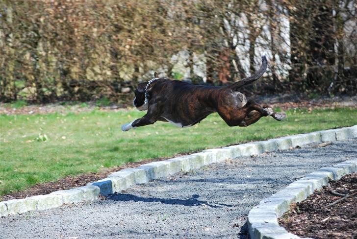 Boxer Laica billede 6