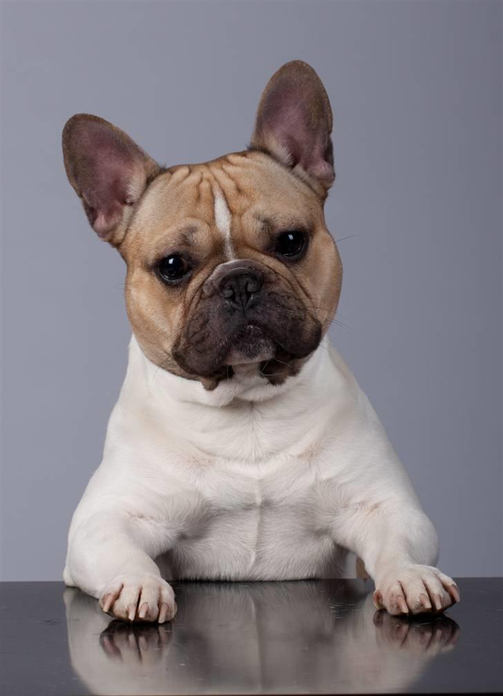 Fransk bulldog Bubzi billede 1