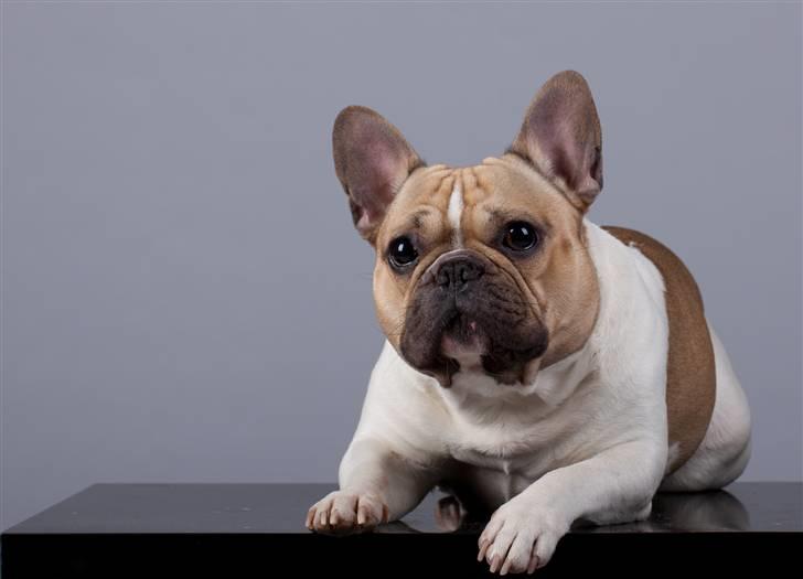 Fransk bulldog Bubzi billede 2