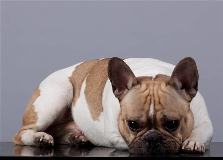 Fransk bulldog Bubzi billede 3