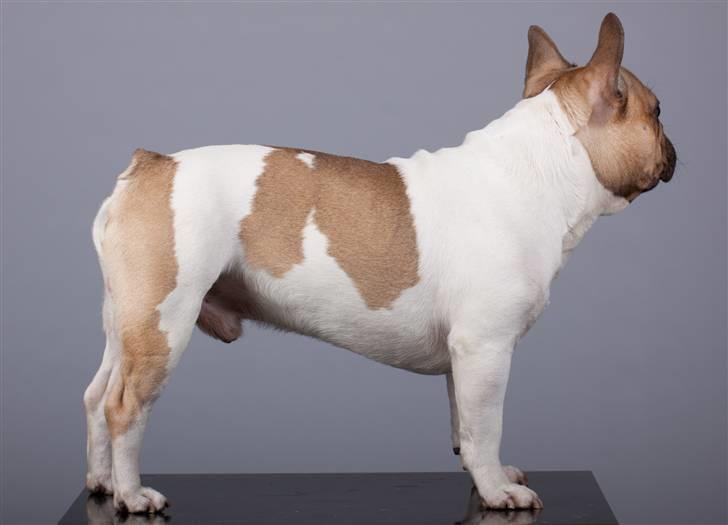 Fransk bulldog Bubzi billede 4