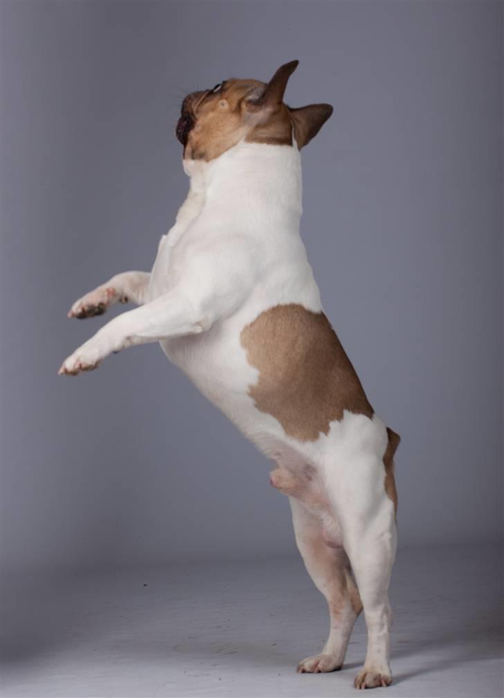 Fransk bulldog Bubzi billede 5