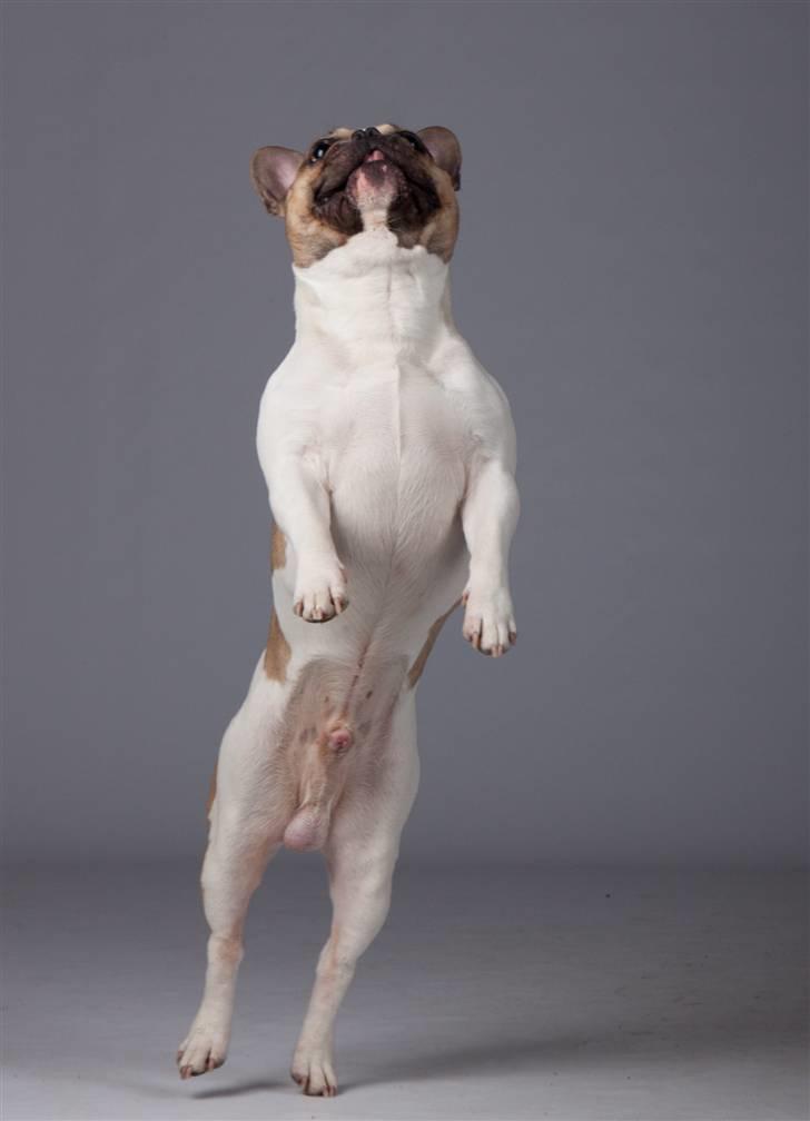 Fransk bulldog Bubzi billede 6