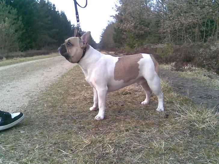 Fransk bulldog Bubzi billede 7