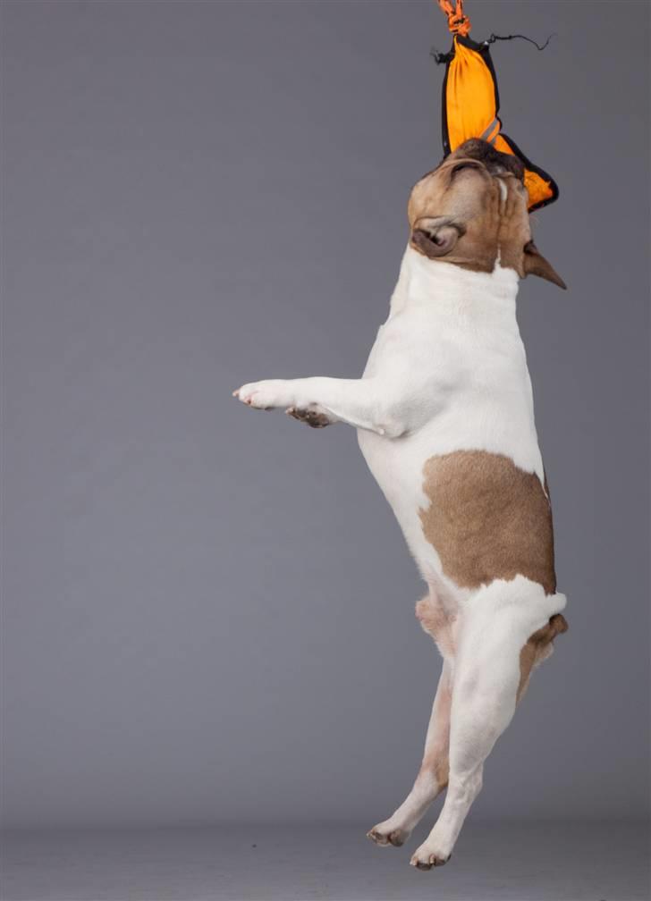 Fransk bulldog Bubzi billede 8