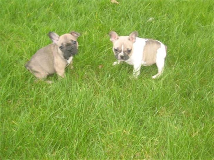 Fransk bulldog Bubzi billede 9