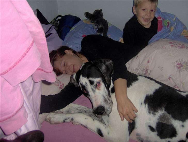 Grand danois Felix *AFLIVET* billede 2