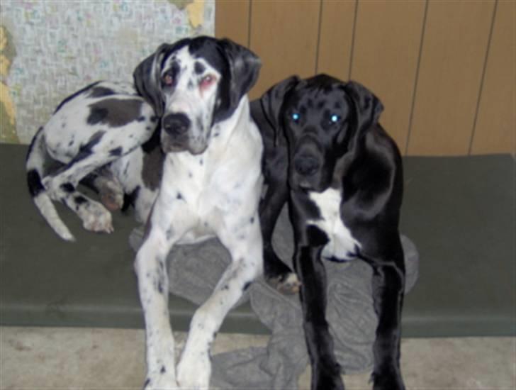 Grand danois Felix *AFLIVET* billede 3