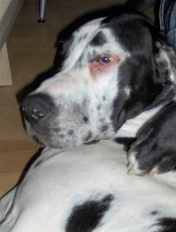 Grand danois Felix *AFLIVET* billede 4